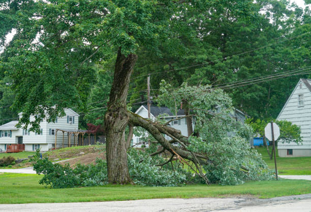 The Steps Involved in Our Tree Care Process in Richlands, VA